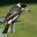 Butcherbird by wenbow