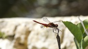 18th Jul 2012 - RED DRAGONFLY