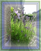 22nd Jul 2012 - lavendar and clematis