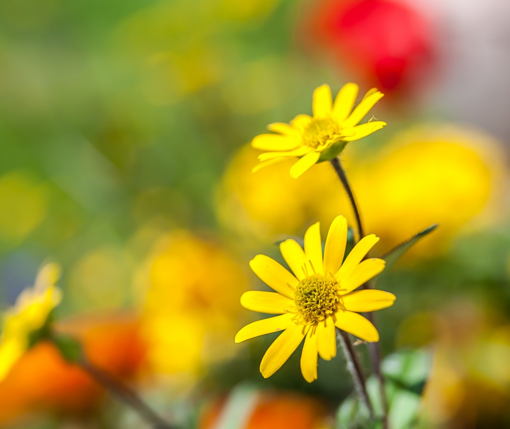 sunny flower by peadar