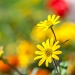 sunny flower by peadar