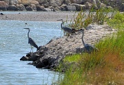 4th Jul 2012 - Herons in formation