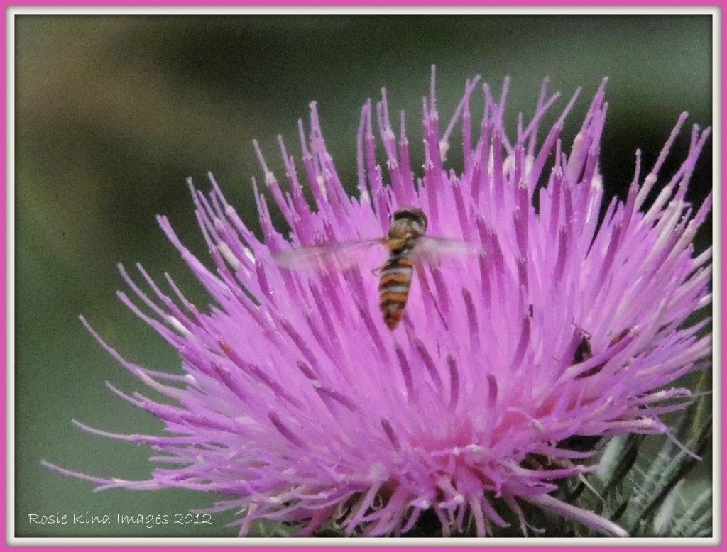 Thistle with bug by rosiekind