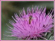 22nd Jul 2012 - Thistle with bug