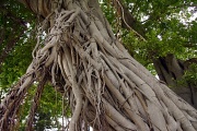 22nd Jul 2012 - Banyan tree
