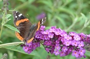 21st Jul 2012 - Butterfly bush