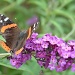 Butterfly bush by kdrinkie