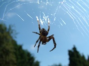 22nd Jul 2012 - Spider