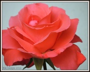 22nd Jul 2012 - From rosebud to a flower