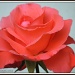 From rosebud to a flower by rosiekind
