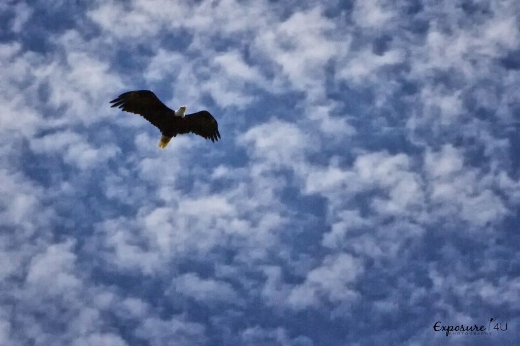 Bald Eagle Flying Free by exposure4u