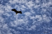 8th Jul 2012 - Bald Eagle Flying Free