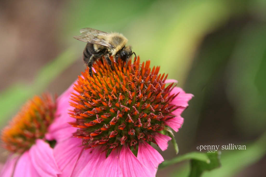 201 Bumble harvest by pennyrae