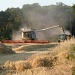 Harvesting the barley by lellie