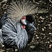 Grey (Gold) Crowned Crane by skipt07