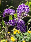 21st Jul 2012 - Purple Flower Majesty