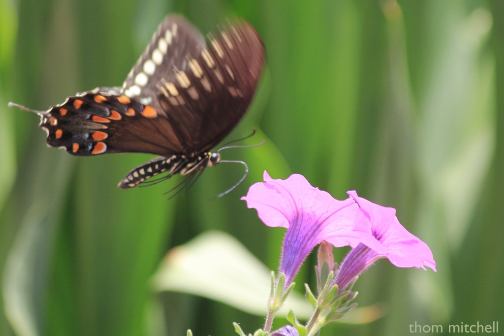 NOT a Pipevine Swallowtail! by rhoing