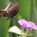 NOT a Pipevine Swallowtail! by rhoing