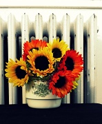 22nd Jul 2012 - sunflowers