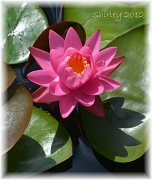 23rd Jul 2012 - pink water lily