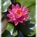 pink water lily by mjmaven