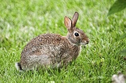 22nd Jul 2012 - Bunny
