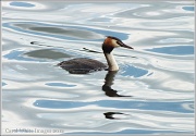 23rd Jul 2012 - Great Crested Grebe