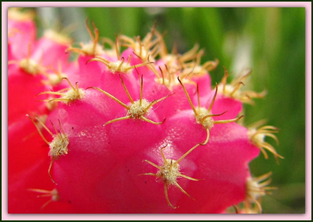 Pretty, Pink, Prickly Thing by glimpses