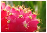 22nd Jul 2012 - Pretty, Pink, Prickly Thing