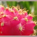 Pretty, Pink, Prickly Thing by glimpses