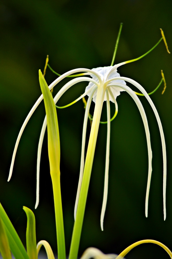 Beach Spider Lily by soboy5