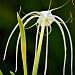 Beach Spider Lily by soboy5