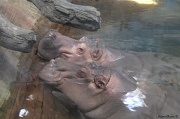 23rd Jul 2012 - Happy Hippos
