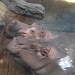Happy Hippos by stcyr1up