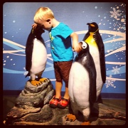 21st Jul 2012 - Newport Aquarium- Logan and the Penguins