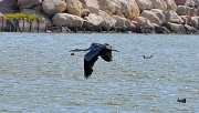 6th Jul 2012 - Heron in flight