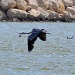 Heron in flight by philbacon