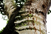 23rd Jul 2012 - Pongam tree