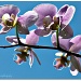 23.7.12 orchid mirrored ? by stoat
