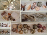 23rd Jul 2012 - Collection of shells