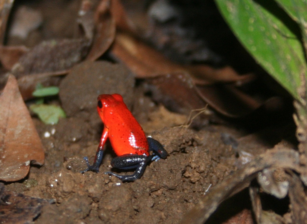 Red and Green Poison Dart Frog by tara11