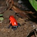 Red and Green Poison Dart Frog by tara11