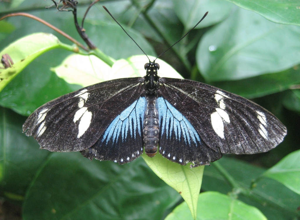 Doris Longwing Butterfly by tara11
