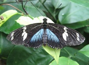 24th Jun 2012 - Doris Longwing Butterfly