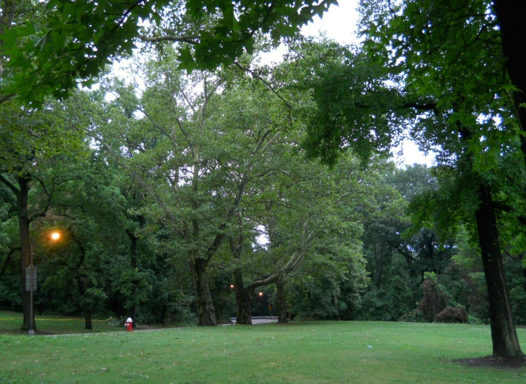 Park on a cloudy damp evening by mittens