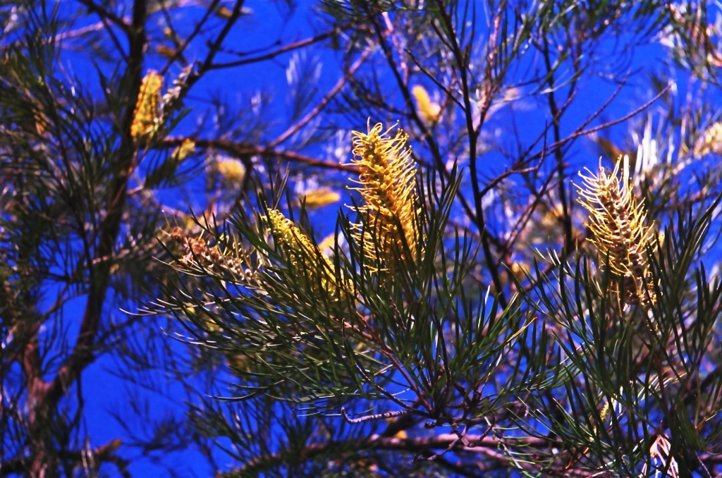 Grevilleas  by peterdegraaff