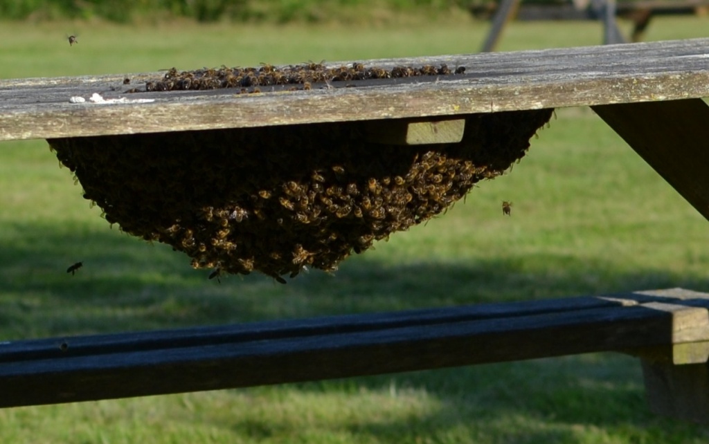 Bees swarm on to a picnic bench by nix