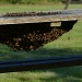 Bees swarm on to a picnic bench by nix