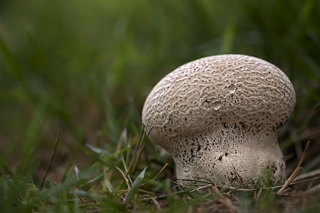 Mushroom by lstasel