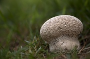 23rd Jul 2012 - Mushroom